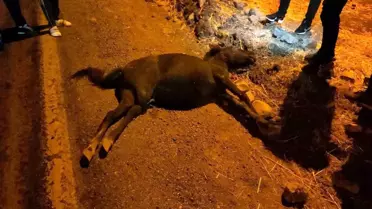 Siirt'te Atla Otomobil Çarpıştı