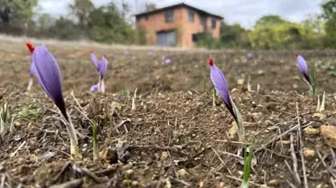 Safran Çiçek Açtı