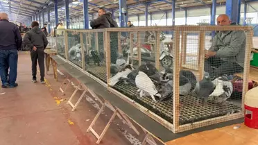 Çorlu'da Trakya'nın En Büyük Güvercin Pazarı