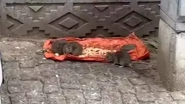 Fareler Sokaklarda Yiyecek Paylaşıyor