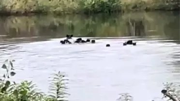 Edirne'de Yaban Domuzları Nehri Geçti
