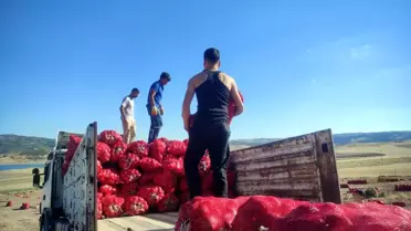 Yozgat'ta İmece Usulü Soğan Hasadı