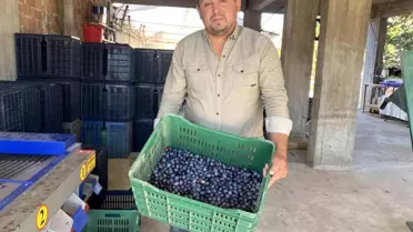 Alaşehir'de Zeytin Hasadı Başladı