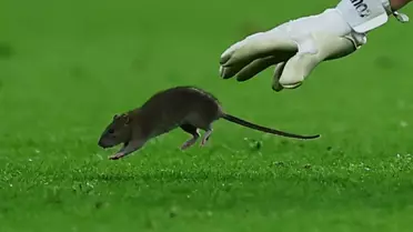 Dünyaca ünlü kaleci topu bırakıp fareyi yakalamaya çalıştı