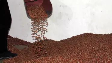 Fındık Fiyatları Düşerken Tarım Kredi Zirveyi Görüyor