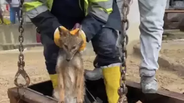 Bartın'da Tilki Kurtarıldı