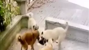 Sincan'da Kediye Köpek Saldırısı