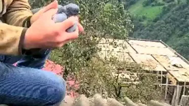 Güvercini Kurtaran Kahraman