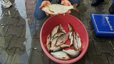 Sapanca'da Kızılkanat Balığı Yarışması