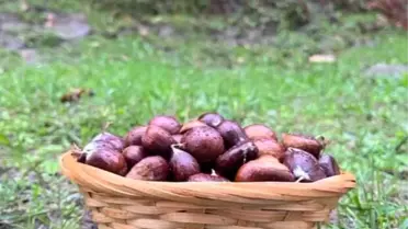Kestane Sezonu Türkeli'de Başladı