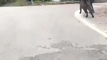 Domuzdan Son Anda Kurtuluş