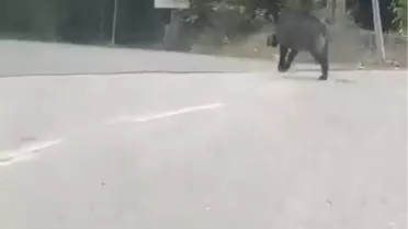 Sesleri duydu, dönüp arkasına bakınca şok yaşadı! Hala hayatta olması mucize