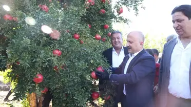 Adıyaman'da Nar Hasadı Başladı
