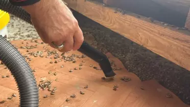 Artık tüm Türkiye'nin belası! Marketleri de istila edecekler