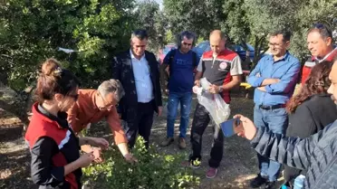 Sakız Ağacı Eğitimi Didim ve Kuşadası'nda
