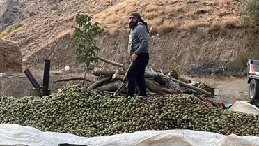 Hakkari'de Ceviz Hasadı Başladı