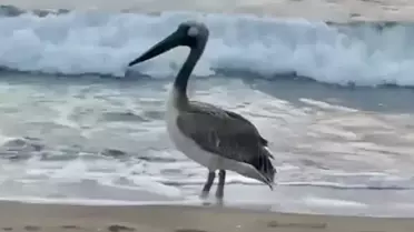 İnkumu'da pelikan bulundu