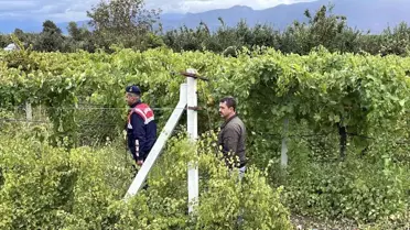 Pamukova'da Üzüm Üreticileri Nöbette