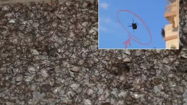 'Dünyanın sonunu getirecek böcek' İstanbul'da görüldü