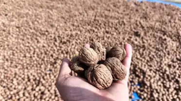 Karaağaç'ta Ceviz Hasadı Başladı