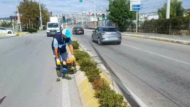 Kocaeli'nde Ağaç Budama Çalışmaları Devam Ediyor