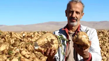 Kahramanmaraş'ta Şeker Pancarı Hasadı Başladı