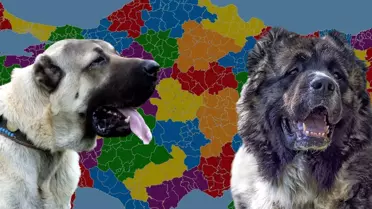 Karslılar ile Sivaslılar karşı karşıya: Kangal mı yoksa Kafkas çoban köpeği mi?