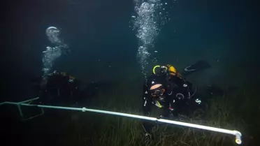Marmara'da deniz çayırlarının genel durumunun iyi olduğu gözlendi
