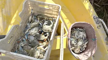 Mersin'de Yasa Dışı Yengeç Avcıları Yakalandı