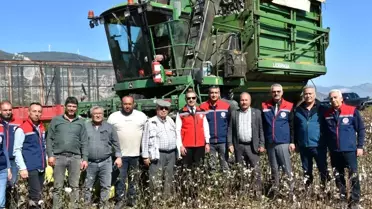 Söke Pamuk Hasadı Devam Ediyor