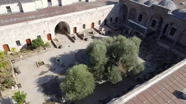 1358 Yaşındaki Zeytin Ağaçları Hasat Ediliyor