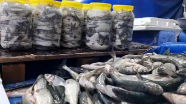 İnci Kefali Tezgahlarda