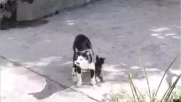 Osmaniye'de Yavru Kedi Kurtarıldı, Anne Kedinin Bekleyişi Duygulandırdı