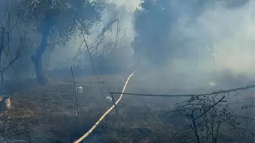 Hatay'da Zeytinlikte Yangın Kontrol Altına Alındı
