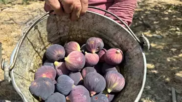 Bursa Siyah İncirinde Düşük Rekolte