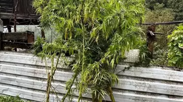 Borçka'da Uyuşturucu Operasyonu