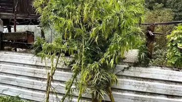 Artvin'de Uyuşturucu Operasyonu: 5 Gözaltı