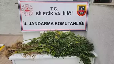 Bozüyük'te Hint Keneviri Yetiştiren Şüpheli Yakalandı