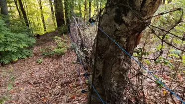 Ayılar Ahududu Bahçesini Talan Etti