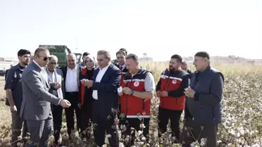 Bismil'de Pamuk Hasadı Başladı