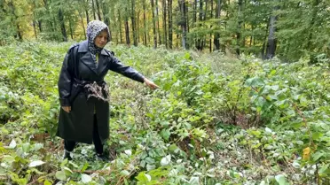 Ayıların Talan Ettiği Ahududu Bahçesi