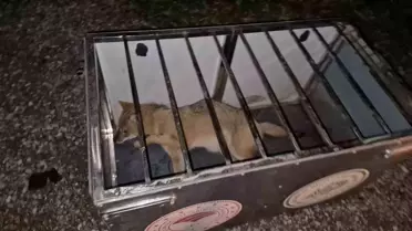 Bartın'da Sürücü Yaralı Tilkiye Yardım Etti