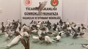 Gürbulak'ta 85 Güvercin Ele Geçirildi