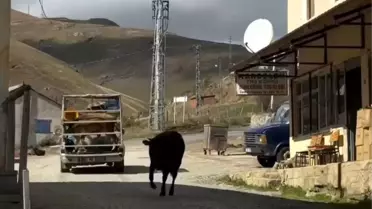 Duygu Dolu Veda: İneklerin Dostluğu