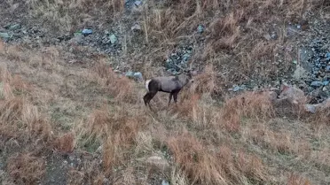 Kızıl Geyikler Hanönü'nde Dronla Görüntülendi