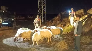 Kilis'te Kayıp Hayvanlar Bulundu
