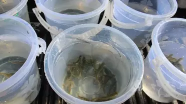 Kırşehir'de 3 Bin Alabalık Gölete Salındı