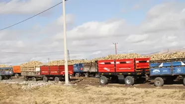 Muş'ta Şeker Pancarı Alımları Devam Ediyor
