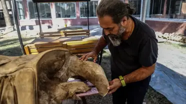 Fin Balinası İskeleti 2026'da Sergilenecek