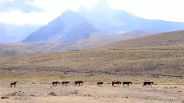 Erciyes'te Yılkı Atları Özgürce Yaşıyor